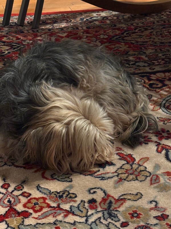 View Chancler the Dog Photo #2