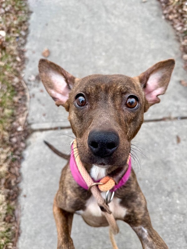 View Daisy the Dog Photo #5