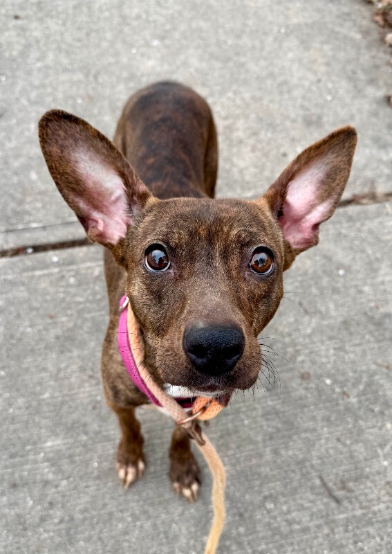 View Daisy the Dog Photo #3