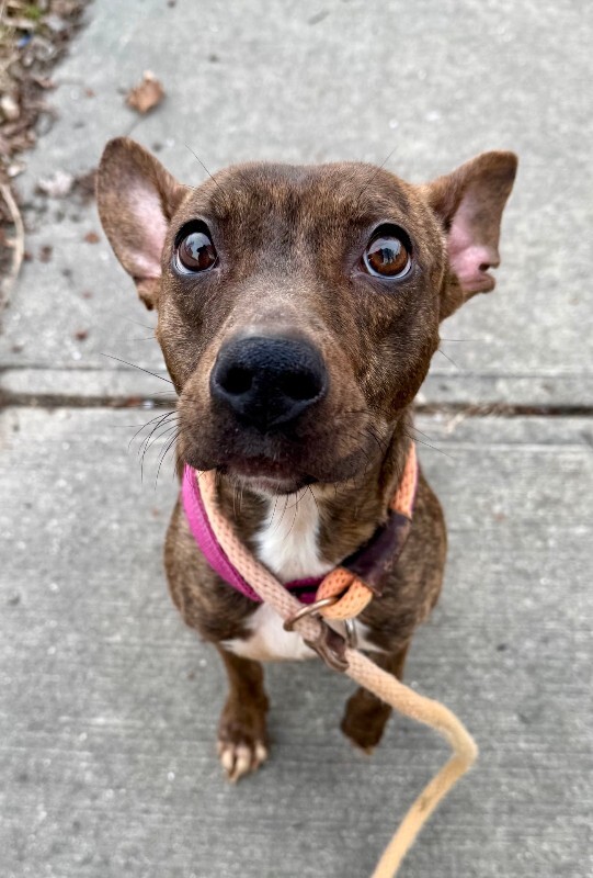 View Daisy the Dog Photo #4