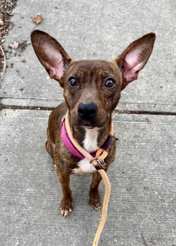 View Daisy the Dog Photo #2