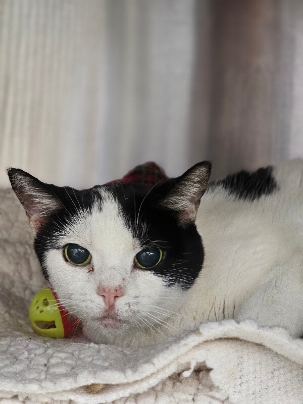 View Spot the Cat Photo #3