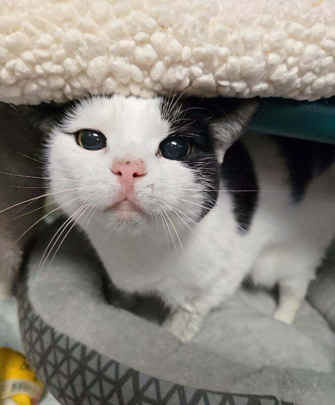 View Spot the Cat Photo #2