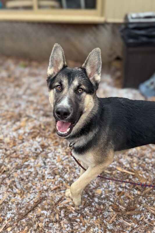 View Sike the Dog Photo #3