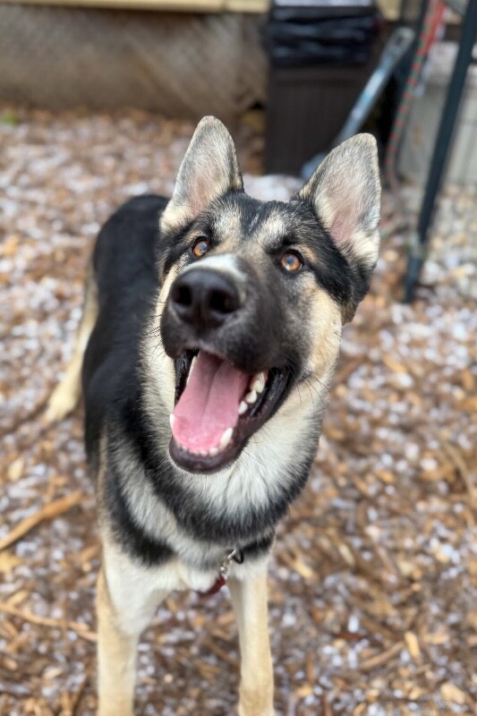 View Sike the Dog Photo #2