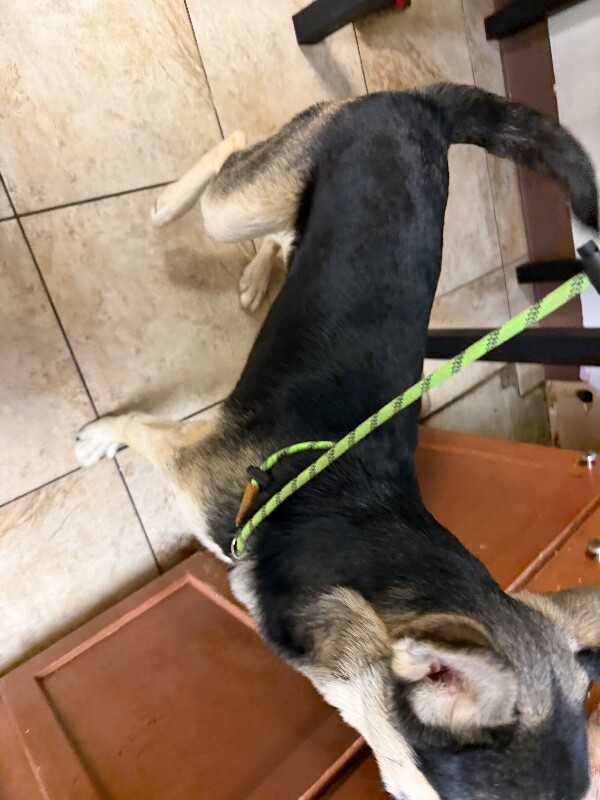 View Sike the Dog Photo #3