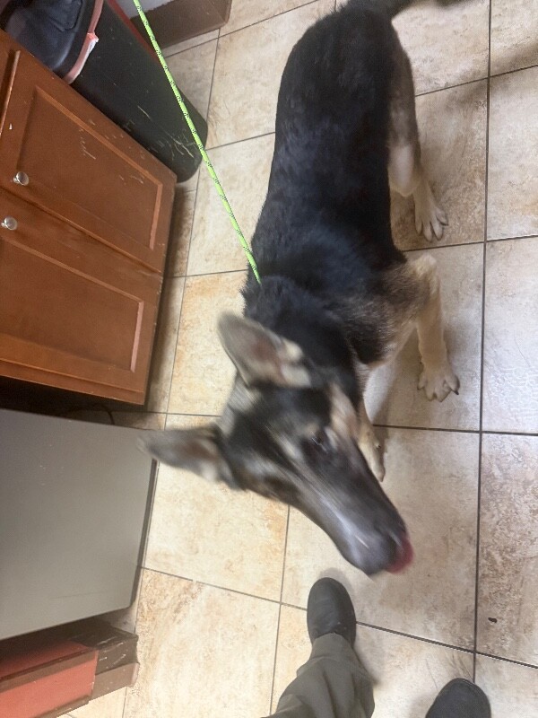 View Sike the Dog Photo #2