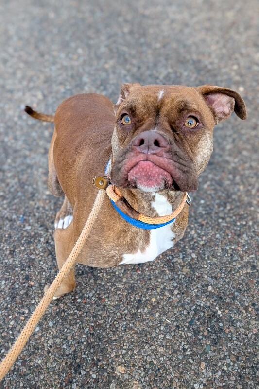 View Strut Paws the Dog Photo #5