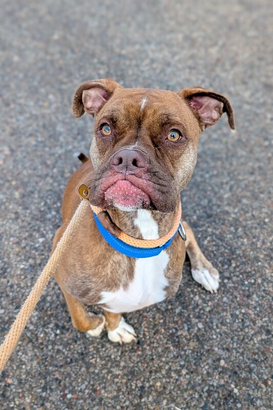 View Strut Paws the Dog Photo #2