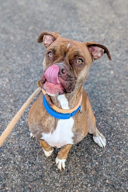 View Strut Paws the Dog Photo #4