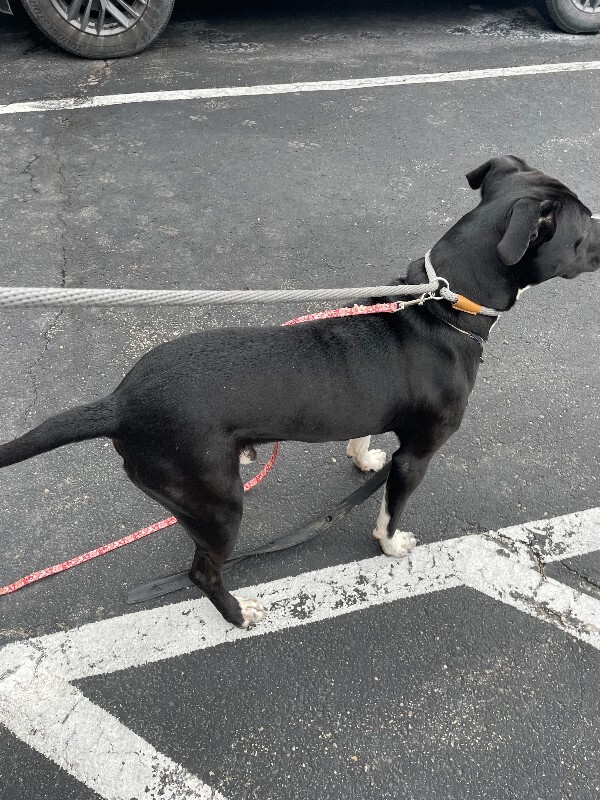 View Finberg the Dog Photo #4