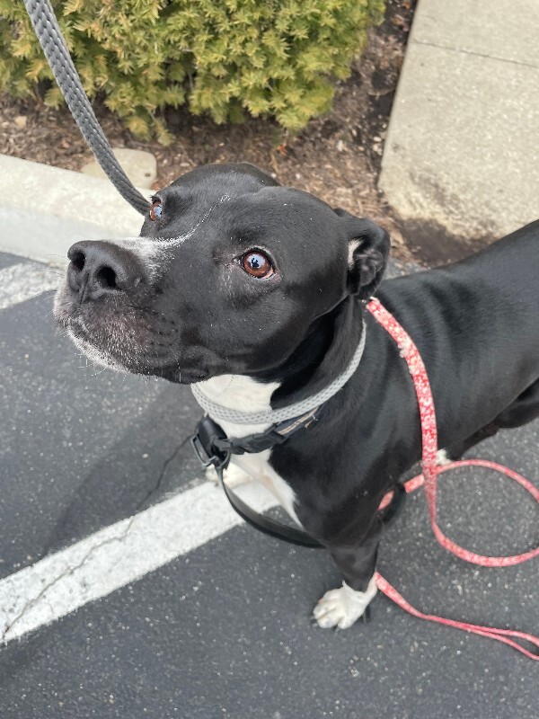 View Finberg the Dog Photo #3