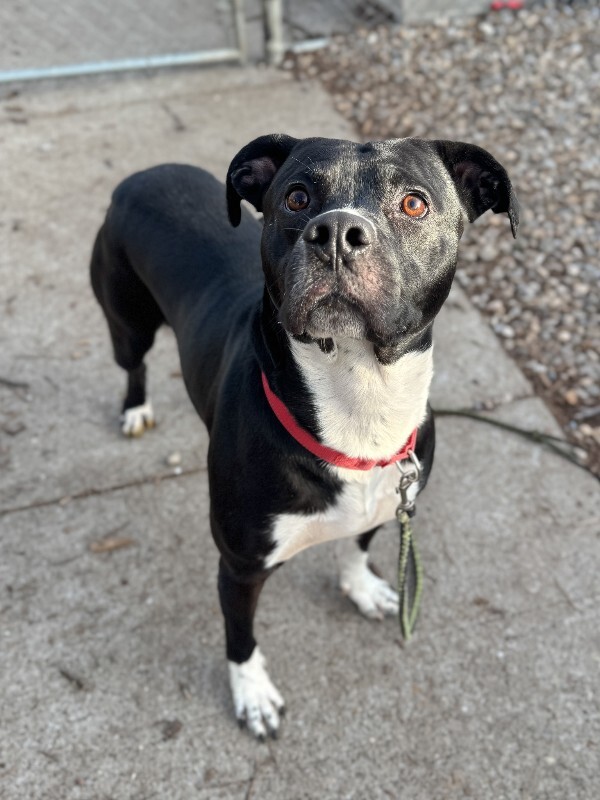 View Finberg the Dog Photo #2