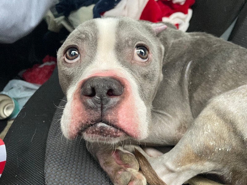 Learn More About this dog IMG 1221