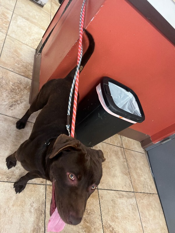 View Knoll the Dog Photo #2