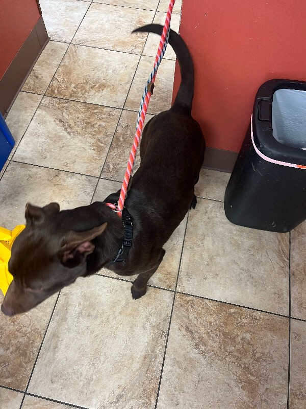 View Knoll the Dog Photo #4