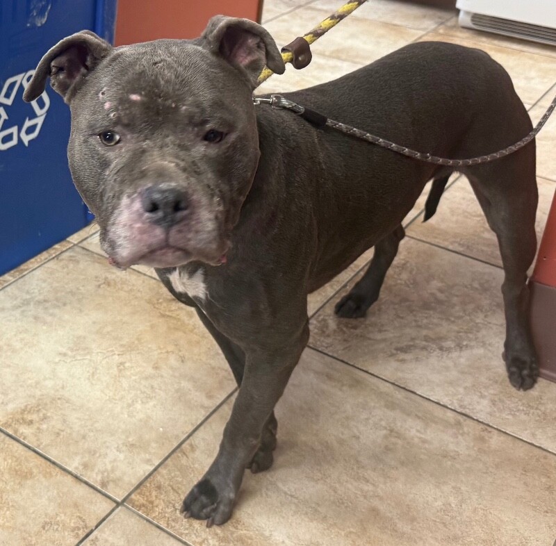 View Logic the Dog Photo #3