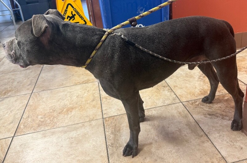 View Logic the Dog Photo #2