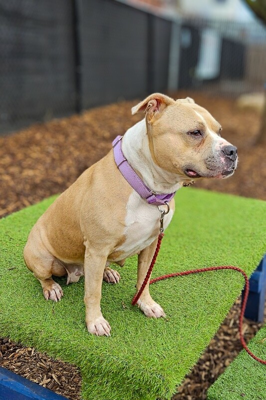 View Hawaiian Sweet Roll the Dog Photo #2