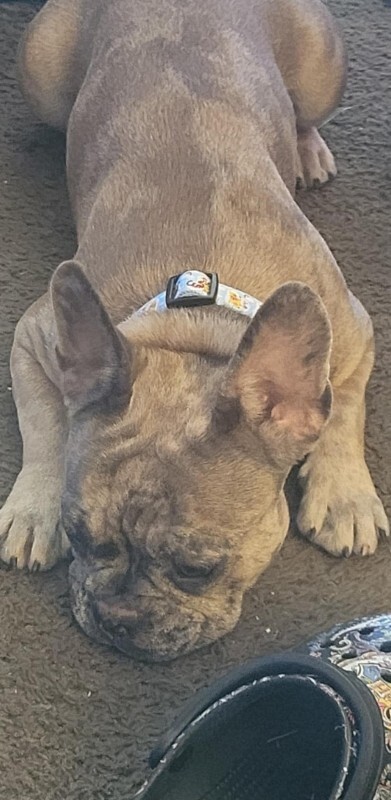 Learn More About this dog Messenger creation 11596C55 2BF9 4B88 805F 9732B5AA1CB4