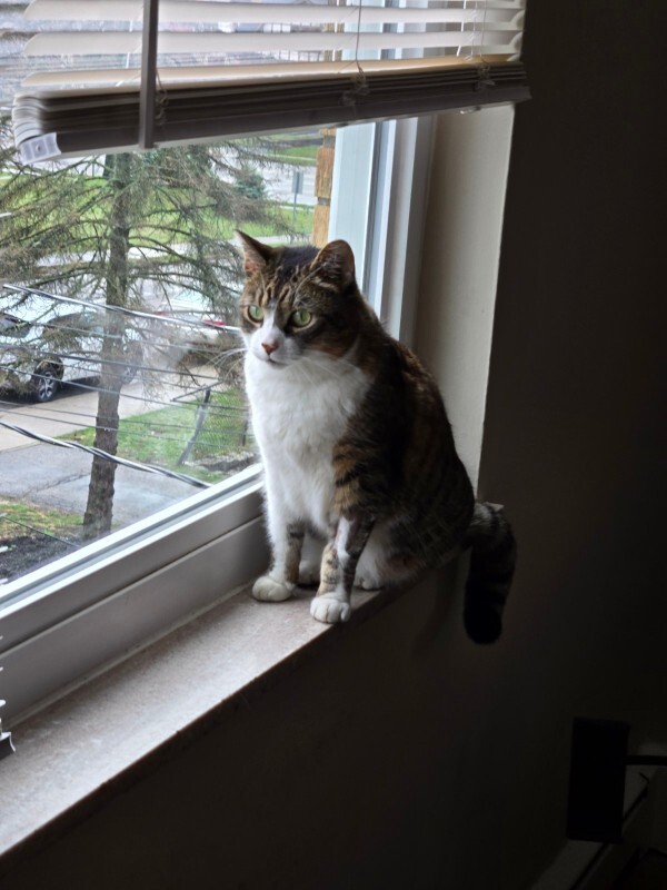 Learn More About this cat IMG 4482cccf4a71fbb9e5a408140aeace61 V