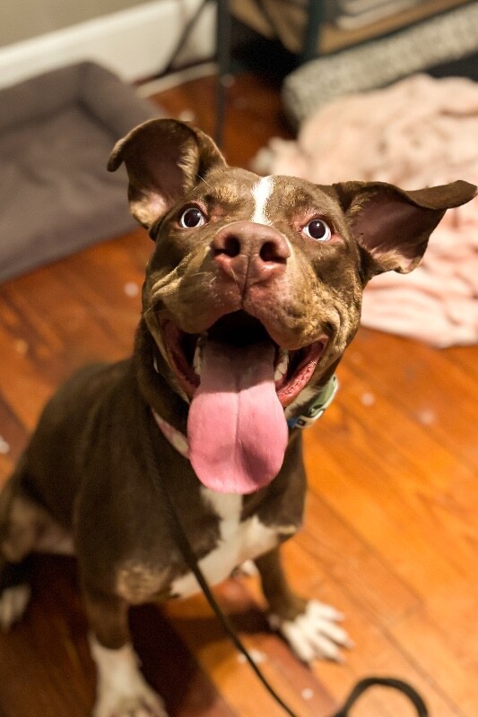 View Scarlett the Dog Photo #14