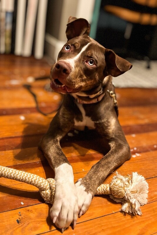 View Scarlett the Dog Photo #18