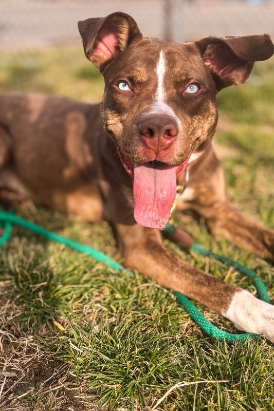 View Scarlett the Dog Photo #11