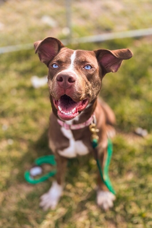 View Scarlett the Dog Photo #10