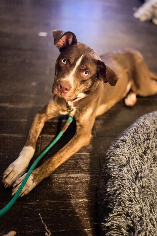 View Scarlett the Dog Photo #8