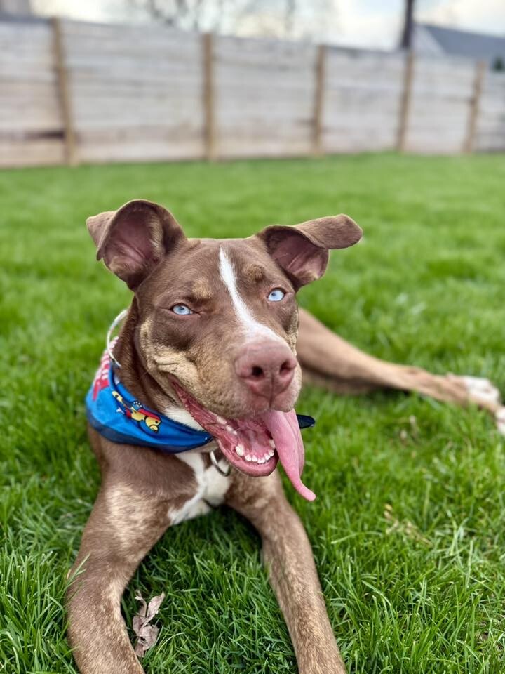 View Scarlett the Dog Photo #2