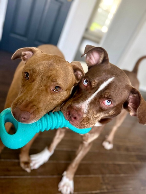 View Scarlett the Dog Photo #5