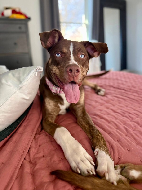 View Scarlett the Dog Photo #16