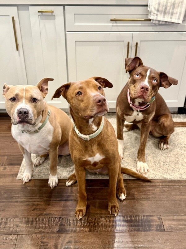 View Scarlett the Dog Photo #3