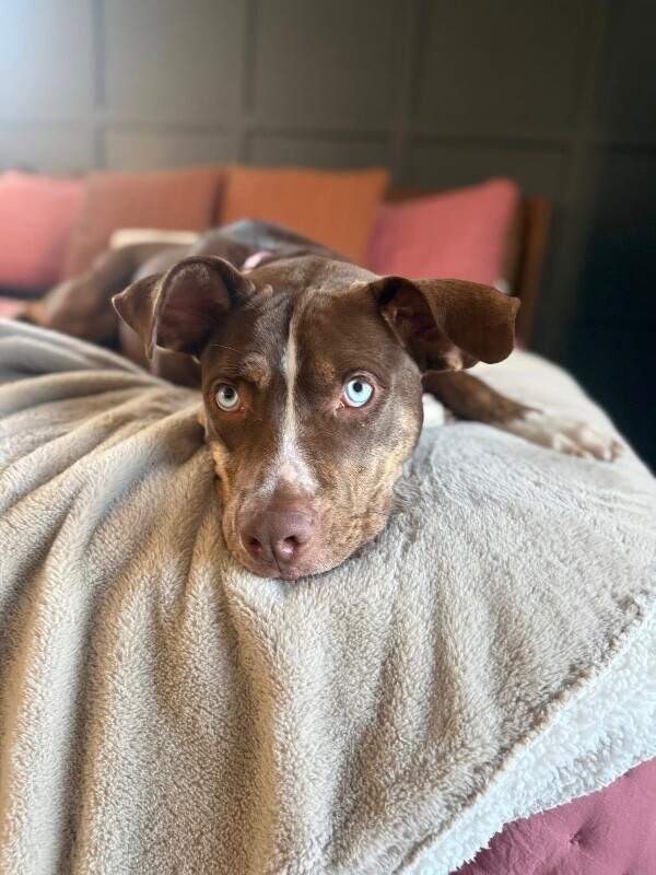 View Scarlett the Dog Photo #13