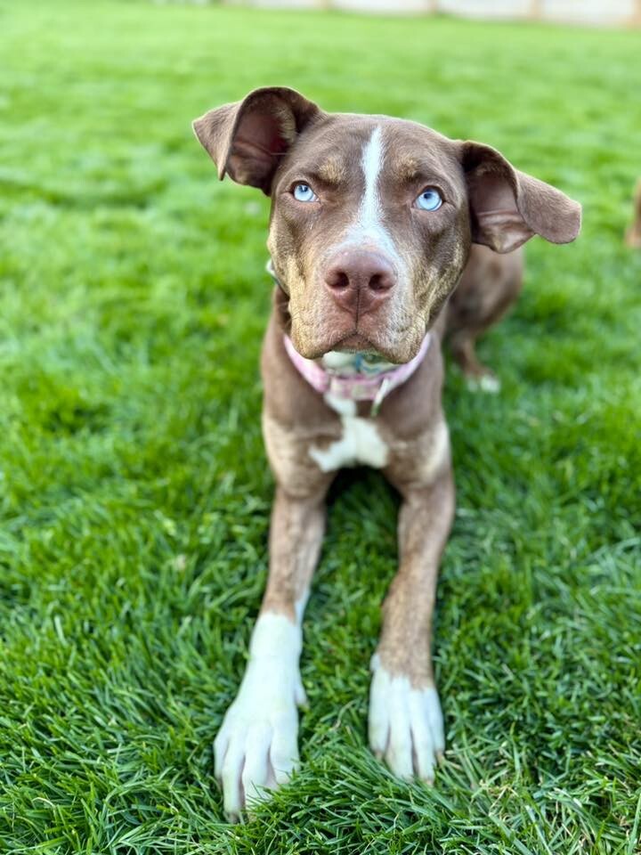 View Scarlett the Dog Photo #9