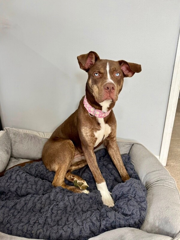 View Scarlett the Dog Photo #15