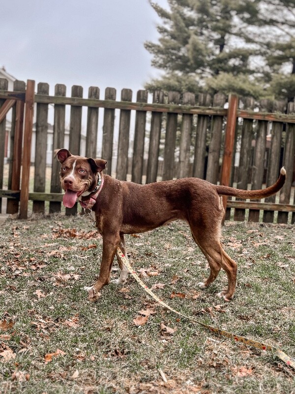 View Scarlett the Dog Photo #7