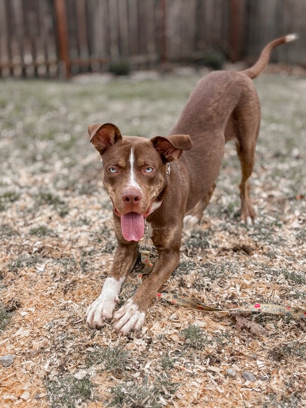 View Scarlett the Dog Photo #17