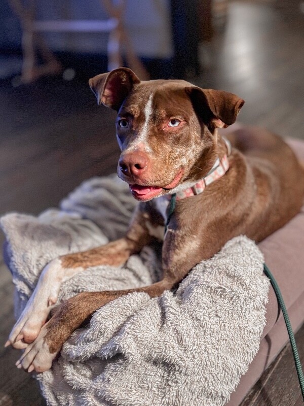 View Scarlett the Dog Photo #6