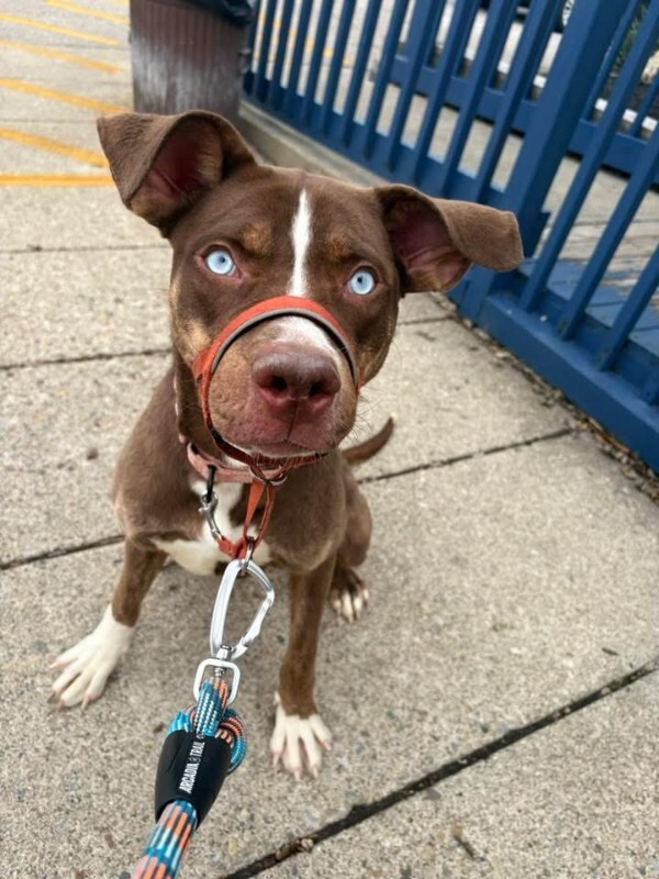 View Scarlett the Dog Photo #2