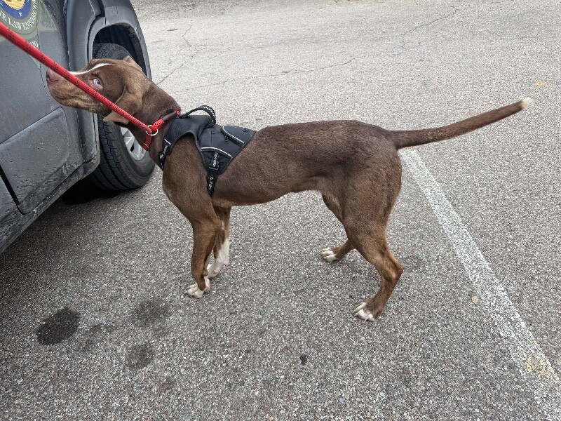 View Scarlett the Dog Photo #2