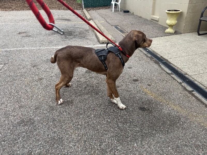 View Scarlett the Dog Photo #3