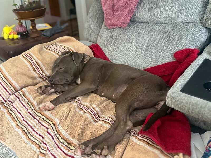 View Posy the Dog Photo #2