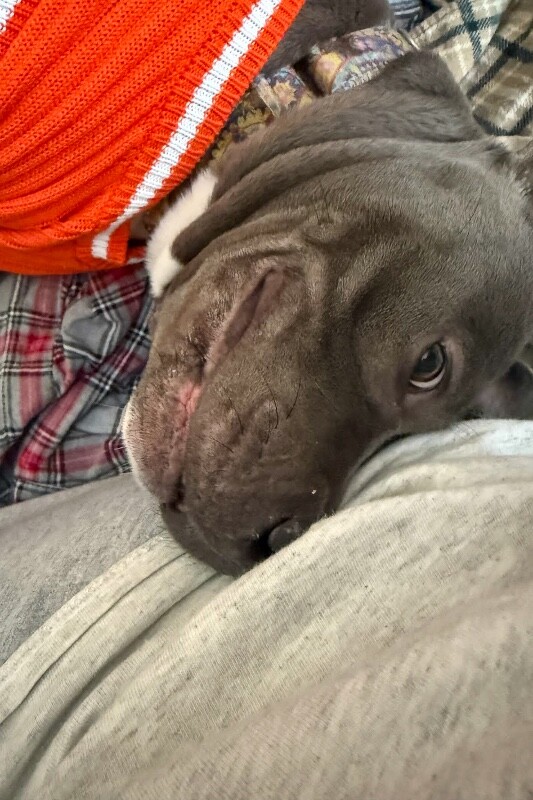 View Posy the Dog Photo #4