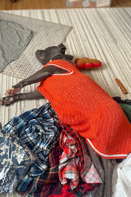 View Posy the Dog Photo #3