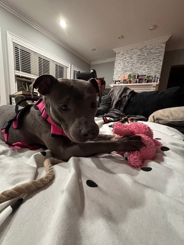 View Posy the Dog Photo #10