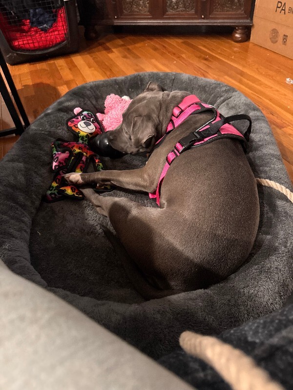 View Posy the Dog Photo #7