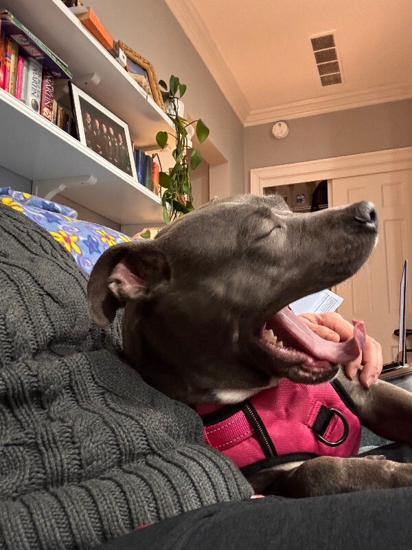 View Posy the Dog Photo #11