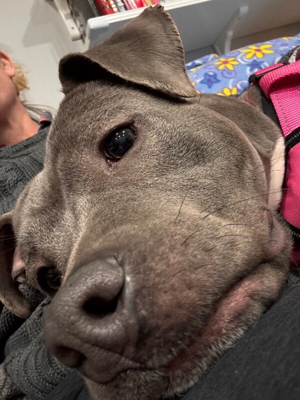 View Posy the Dog Photo #9